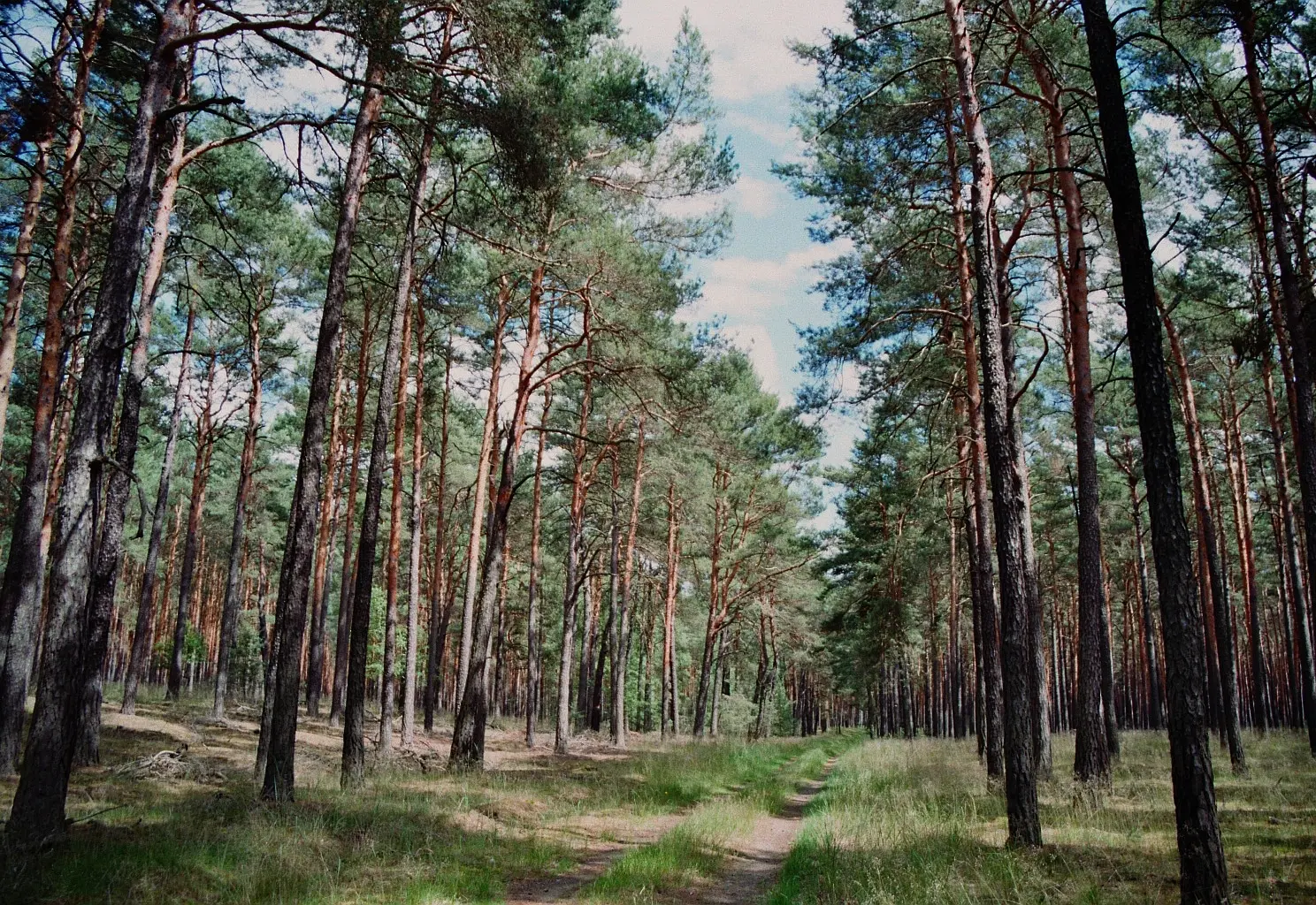 foret