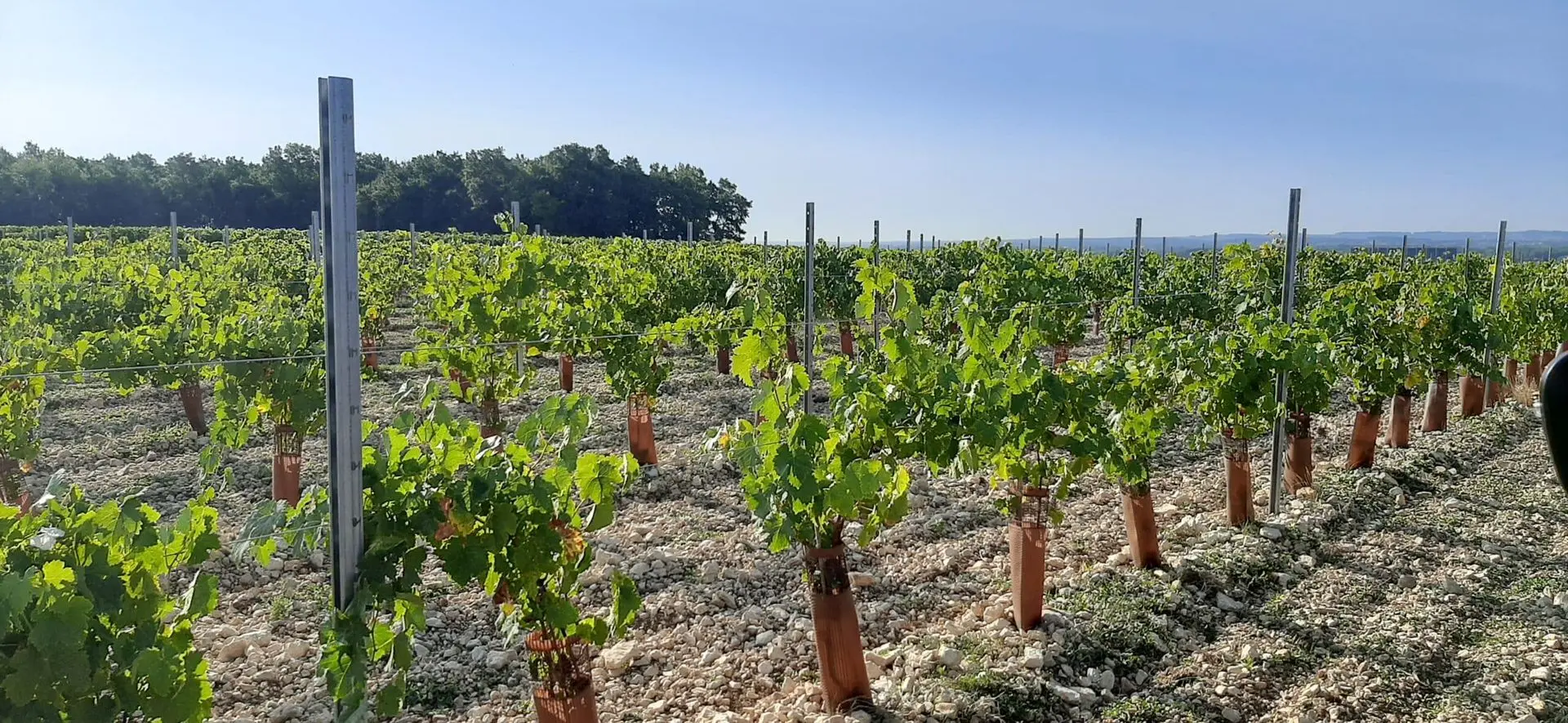 viticulture