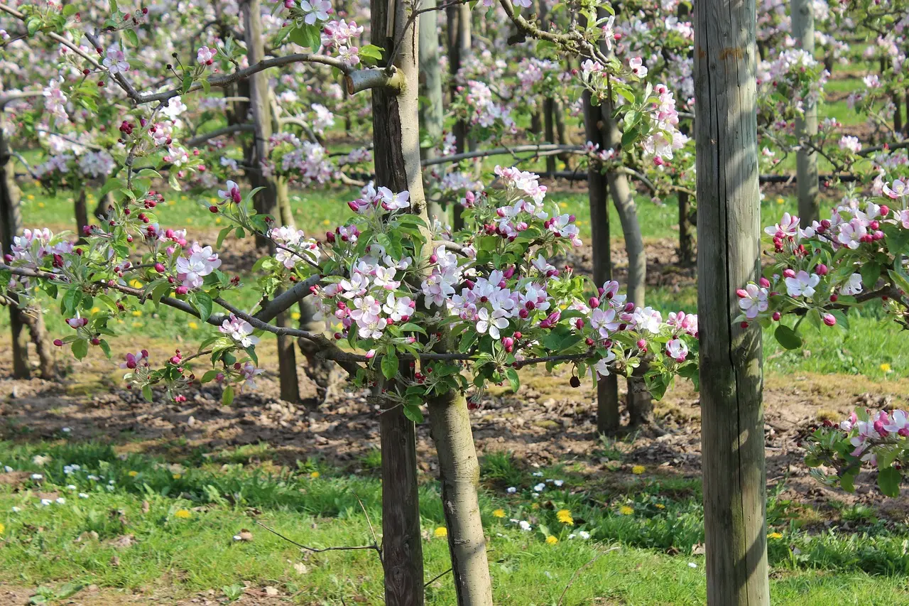 arboriculture
